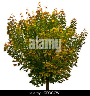 Maple tree (Acer) Stock Photo