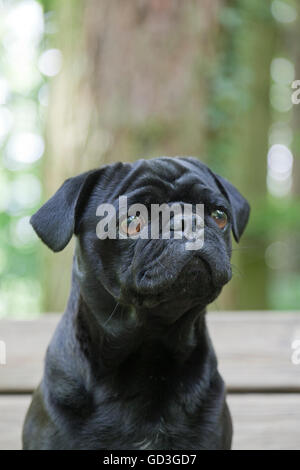 Black Pug, animal portrait on bench in forest Stock Photo