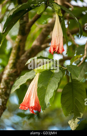 Brugmansia have large, fragrant flowers which gives them their common name of Angel's Trumpets or Trumpet Flower. Stock Photo
