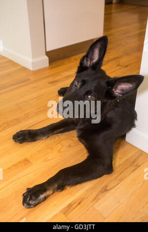 Vito, a four month old German Shepherd puppy reclining on the hardwood floor in his home in Issaquah, Washington, USA Stock Photo