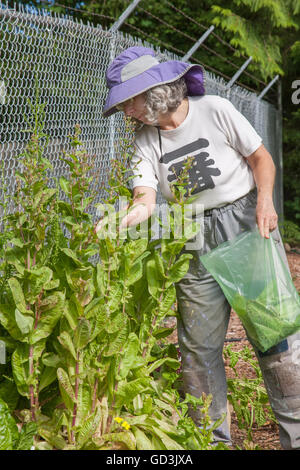Woman harvesting Flashy Trout's Back lettuce, gone to seed, from her raised garden bed in a community garden Stock Photo