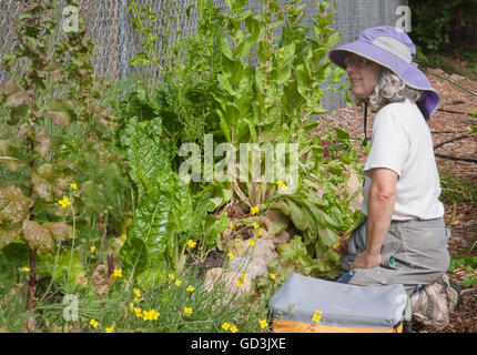 Woman taking a break from harvesting her garden, at the Mirrormont Pea Patch in Issaquah, Washington, USA Stock Photo