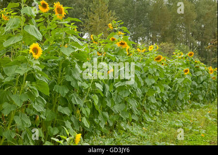 Row of sunflowers in a field near Fall City, Washington, USA.  Sunflowers are plants that attract beneficial insects. Stock Photo