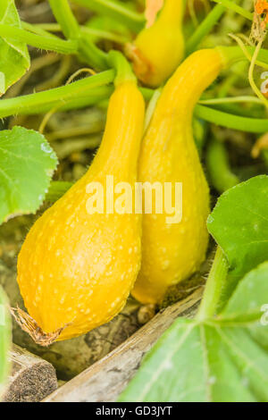 Yellow Crookneck Summer Squash growing on the vine in a raised bed vegetable garden in Issaquah,  Washington, USA Stock Photo