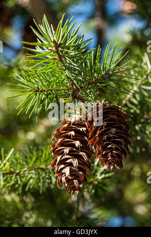 Douglas Fir tree cones found along Route 20 in Washington, USA. Stock Photo