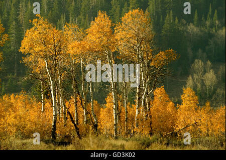 Quaking Aspen in Autumn in the Central Sierra Nevada Mountains, California, USA Stock Photo