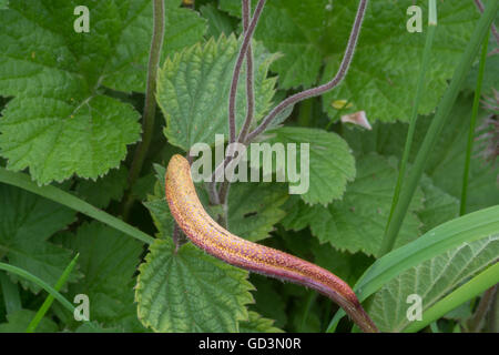 Nettle Cluster-cup Rust Fungus (Puccinia urticata) Stock Photo