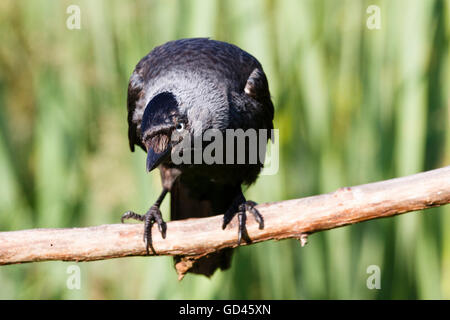 13th July 2016.  UK weather.  A Jackdaw (Corvus monedula) perches in the morning sun in a garden in East Sussex, UK Credit:  Ed Brown/Alamy Live News Stock Photo