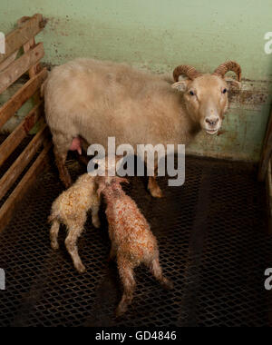 Ewe with newborn lambs, Iceland Stock Photo