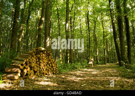 Forest path through woodland with chopped logs in piles forestry track Stock Photo