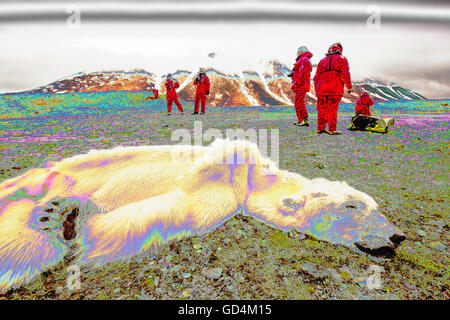A male Polar Bear (Ursus maritimus) starved to death as a consequence of climate change. This male Polar Bear was last tracked b Stock Photo