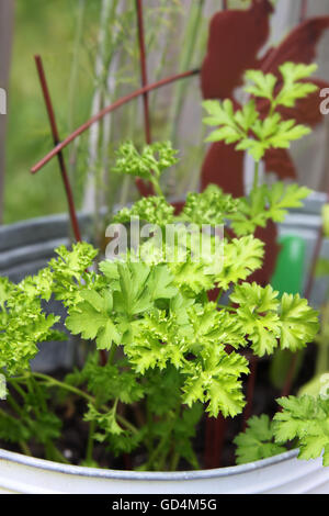 Small Italian Parsley herb plant growing in a pot Stock Photo