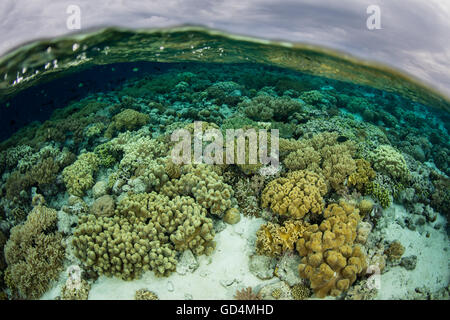 A beautiful coral reef thrives in shallow water in Wakatobi National Park, Indonesia. This area has high marine biodiversity. Stock Photo