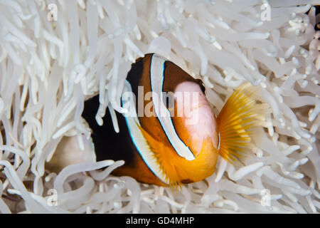 A Clark's anemonefish (Amphiprion clarkii) swims among the bleached tentacles of its host anemone on a coral reef in Indonesia. Stock Photo