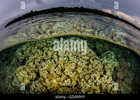 A beautiful set of soft leather corals grow in shallow water near a tropical island in a remote part of Indonesia. Stock Photo