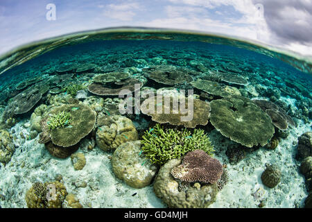 A beautiful coral reef grows in the shallow waters of Wakatobi National Park, Indonesia. This area harbors high biodiversity. Stock Photo