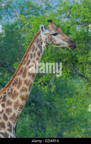 Close up portrait of a giraffe in the bush Stock Photo