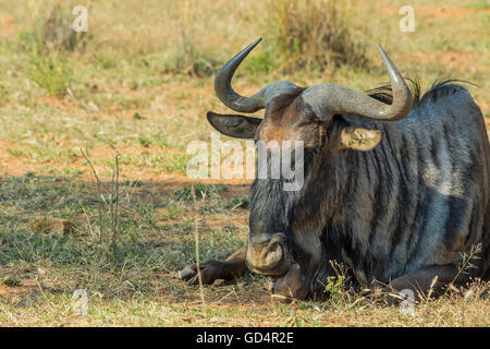 One wildebeest lying on the ground in the bush Stock Photo