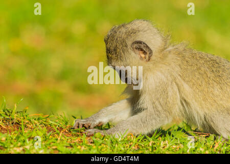 Innocent baby vervet monkey eating a seed in the bush ...