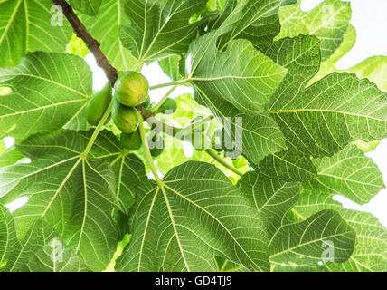 Fig fruits on the tree. Stock Photo