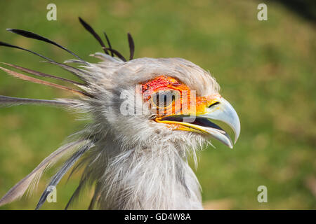 Close up portrait of secretary bird Stock Photo