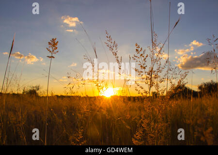 Sun shining through blades of grass at sunset Stock Photo