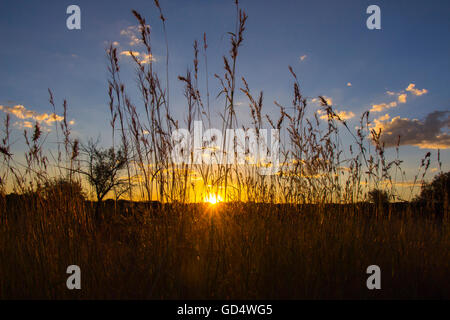 Sun shining through blades of grass at sunset Stock Photo