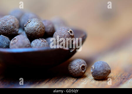 Nelkenpfeffer / (Pimenta dioica) Stock Photo