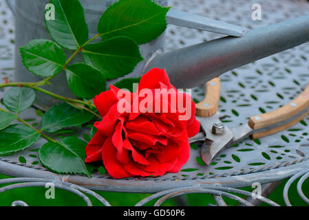 Rosenbluete mit Giesskanne und Gartenschere, Sorte Sympathie Stock Photo