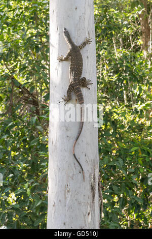 Australian goanna or lace monitor climbing eucalyptus tree in North Queensland, Australia Stock Photo