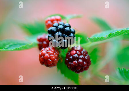 Brombeere, Sorte Nessy (Rubus fruticosus) Stock Photo