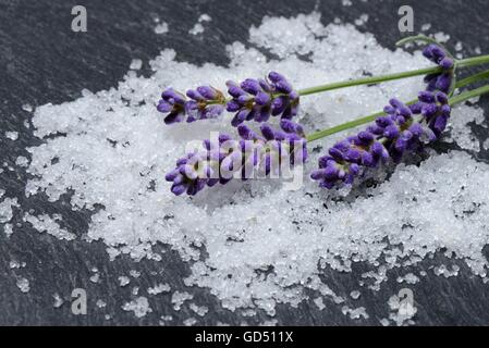 Meersalz und Lavendelblueten, Salz, Lavendel, Badezusatz Stock Photo