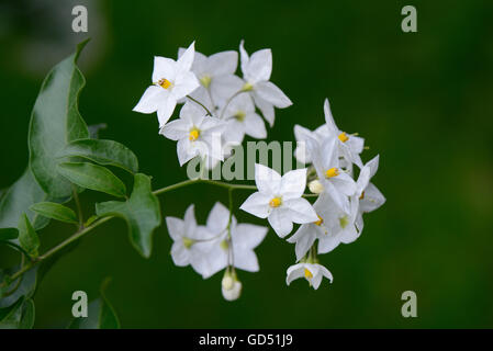 Solanum jasminoides, Jasminaehnlicher Nachtschatten Stock Photo