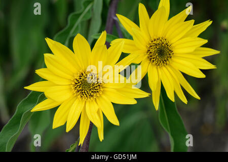 Maximilians Sonnenblume, Helianthus maximiliani Stock Photo
