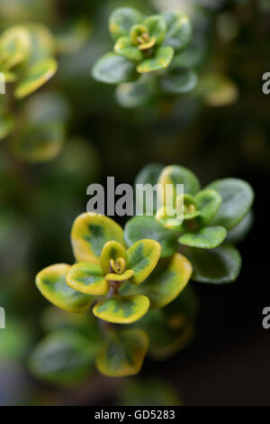 Close up of Thymus Citriodorus (Lemon thyme or Citrus thyme) **  Note:Selective focus Stock Photo - Alamy