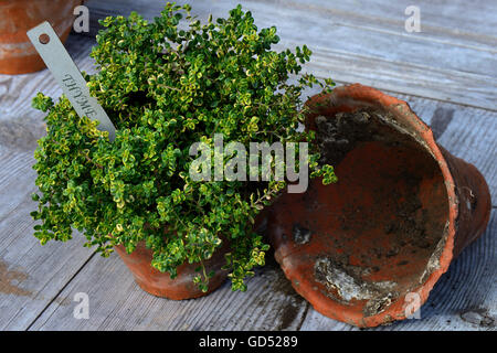 Zitronen-Thymian, panaschiert, Thymus citriodorus Stock Photo