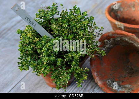 Zitronen-Thymian, panaschiert, Thymus citriodorus Stock Photo