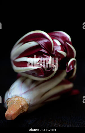 Radicchio, Radicchio Rosso di Treviso, Cichorium intybus var. foliosum, roter Chicoree Stock Photo