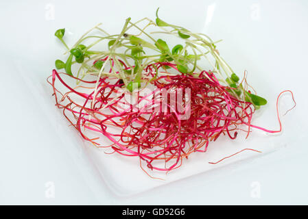Beetroot sprouts, Garden cress sprouts / (Beta vulgaris), (Lepidium sativum) Stock Photo