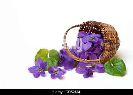 Sweets violets / (Viola odorata) Stock Photo
