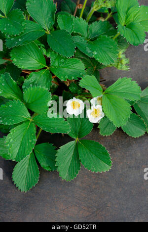 Strawberry, variety May Queen / (Fragaria x ananassa) / Maikönigin Stock Photo