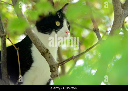 Domestic Cat, kitten climbing in tree