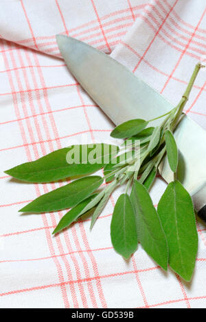 Common Sage, leaves / (Salvia officinalis) Stock Photo