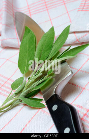 Common Sage, leaves / (Salvia officinalis) Stock Photo