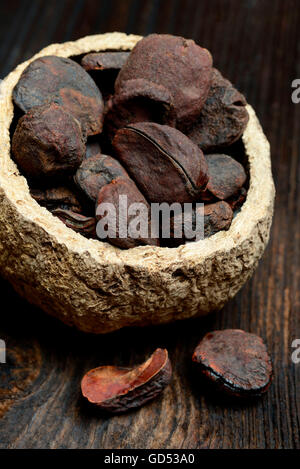 Kola nuts / (Cola nitida) Stock Photo
