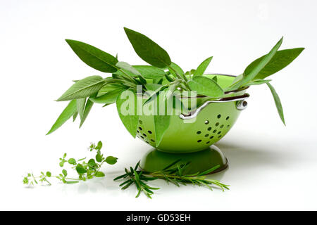 Kitchen herbs, sage, rosemary and Oregano, in colander (Salvia officinalis), (Rosmarinus officinalis), (Origanum vulgare) Stock Photo
