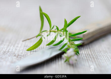 Summer savory / (Satureja hortensis) Stock Photo