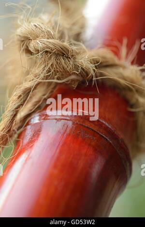 knot at bamboo cane / string, cord Stock Photo