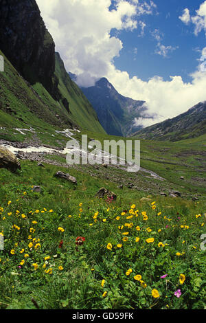 Flowers in valley Stock Photo
