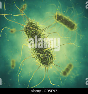 Salmonella bacteria , Germ infection , Epidemic bacterial disease Stock Photo
